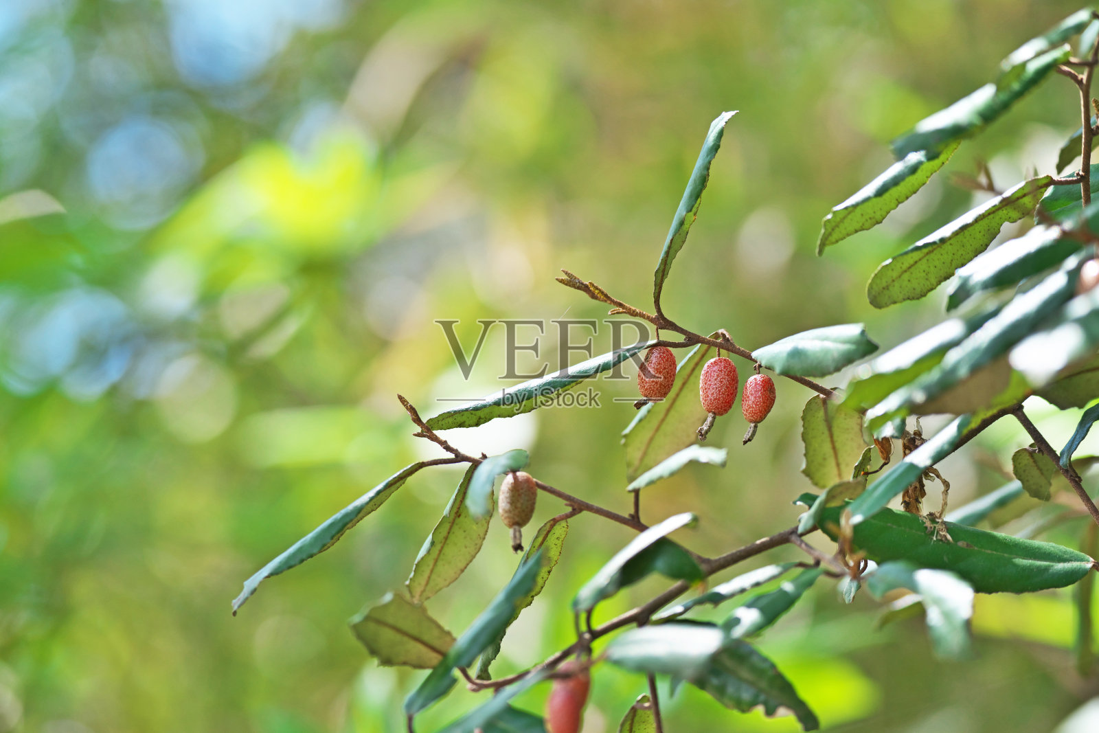 阔叶胡颓子照片摄影图片