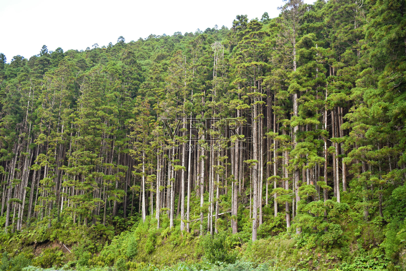 葡萄牙群岛、亚速尔群岛、森林中的松林照片摄影图片