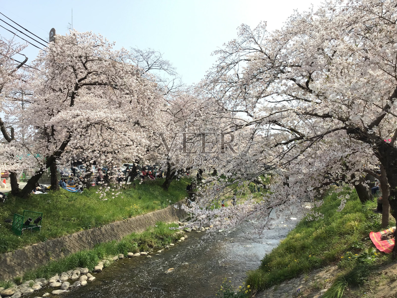 樱花沿河盛开照片摄影图片