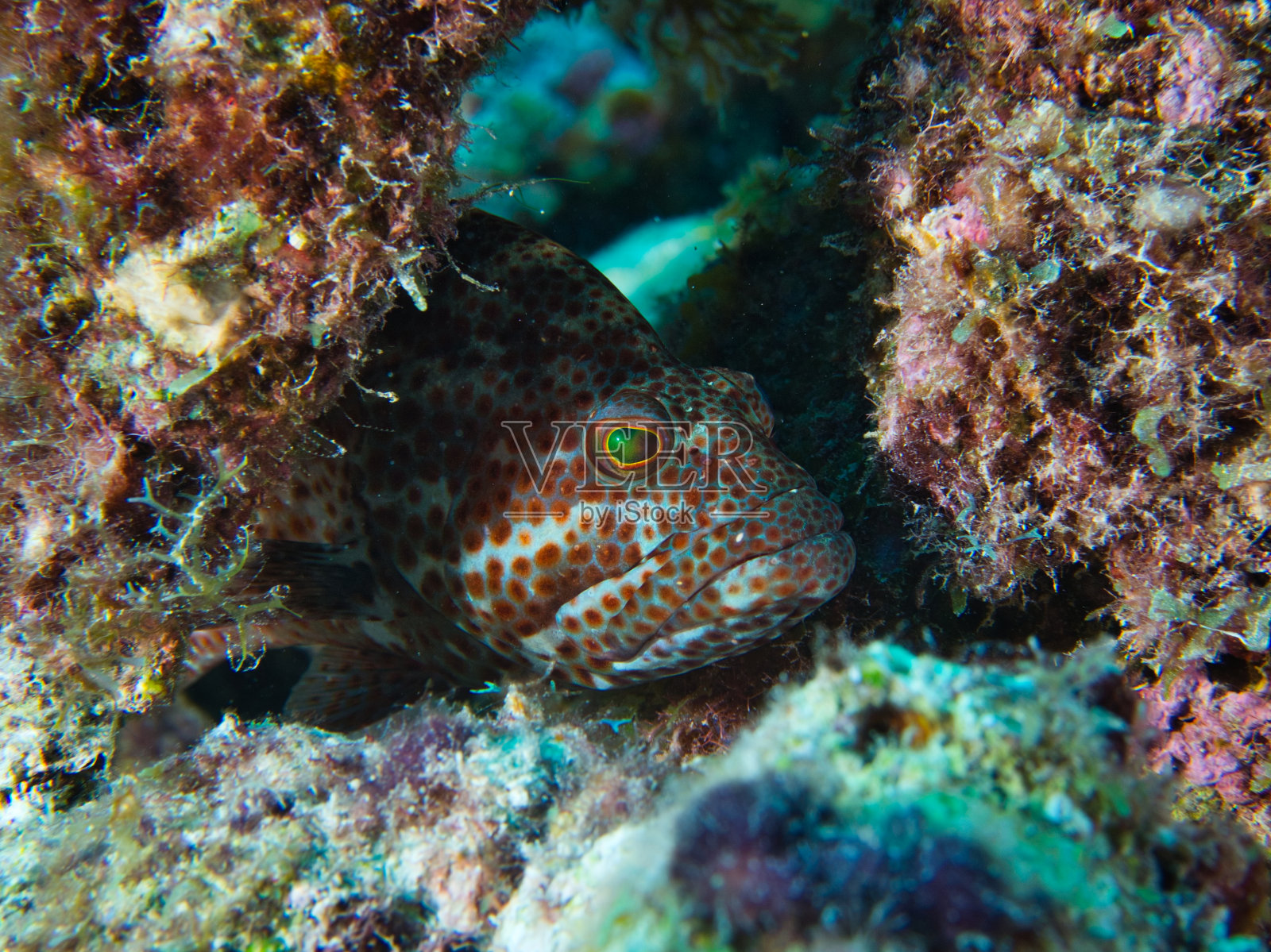 隐藏graysby石斑鱼照片摄影图片