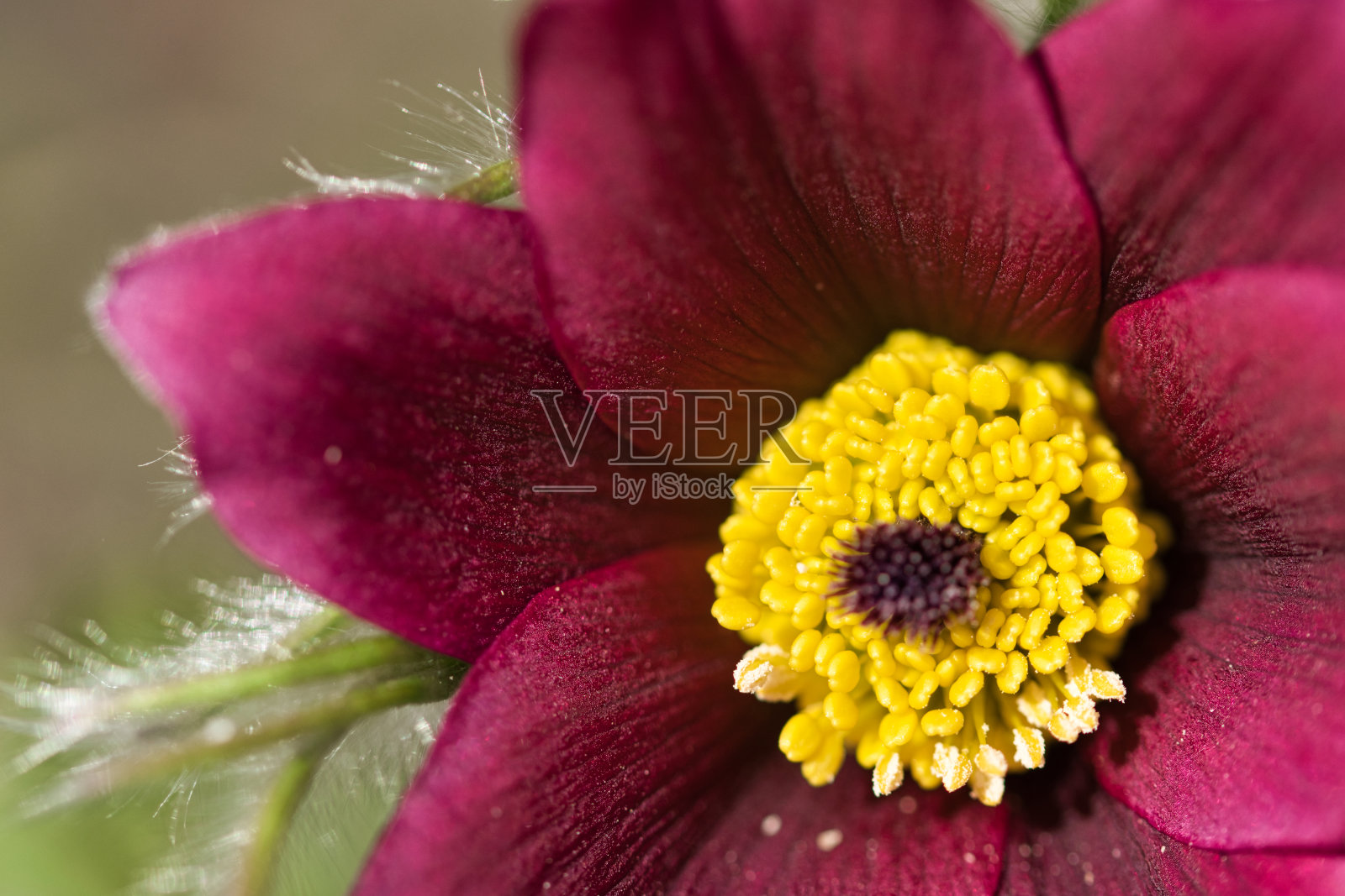 深红色柔软多毛白头鹤花天鹅绒状萼片和黄色花中央近照片摄影图片