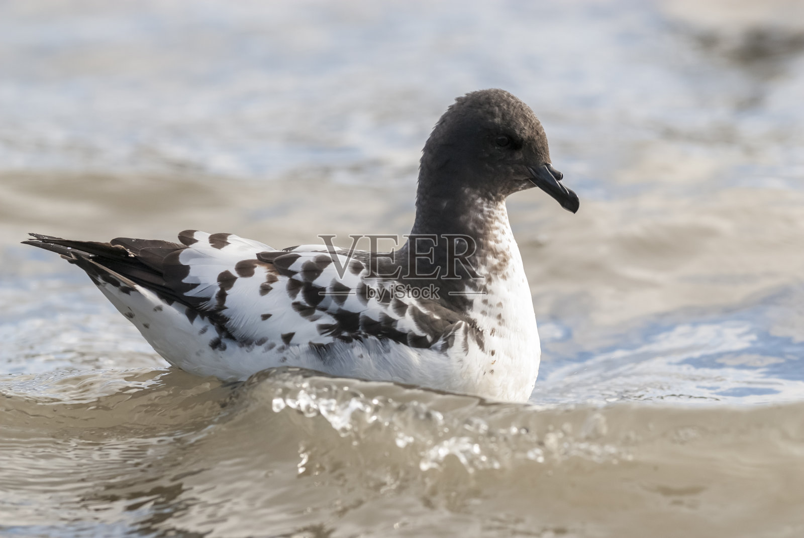 彼得雷尔角照片摄影图片