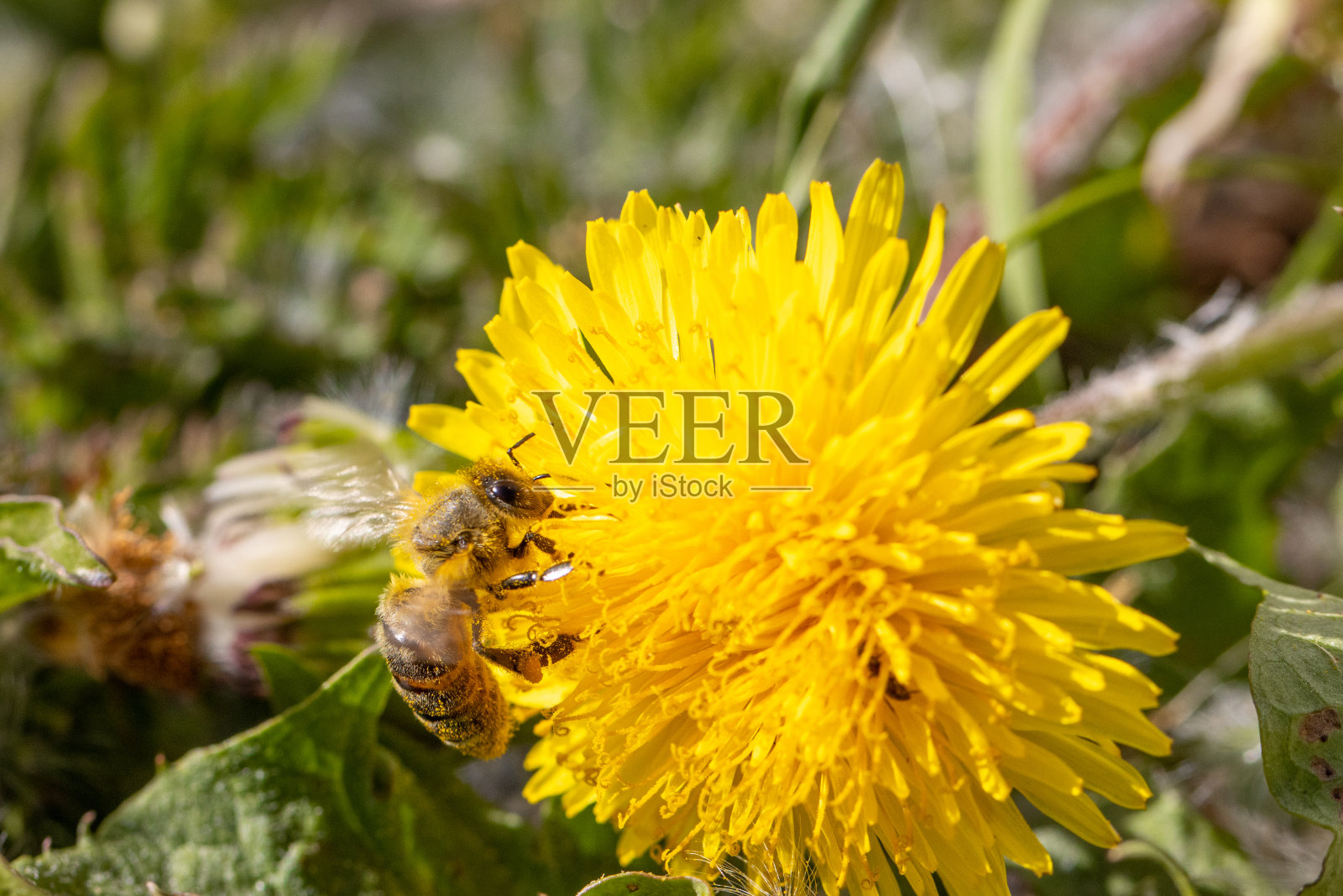 一只蜜蜂采集黄色蒲公英花的花蜜照片摄影图片