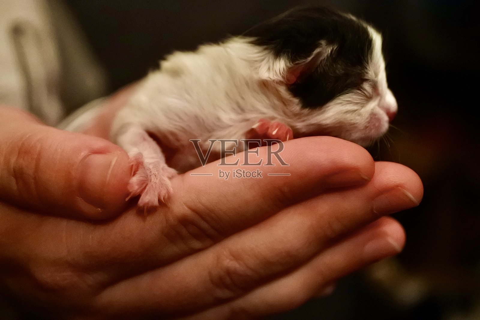 新生小猫在人的手中照片摄影图片