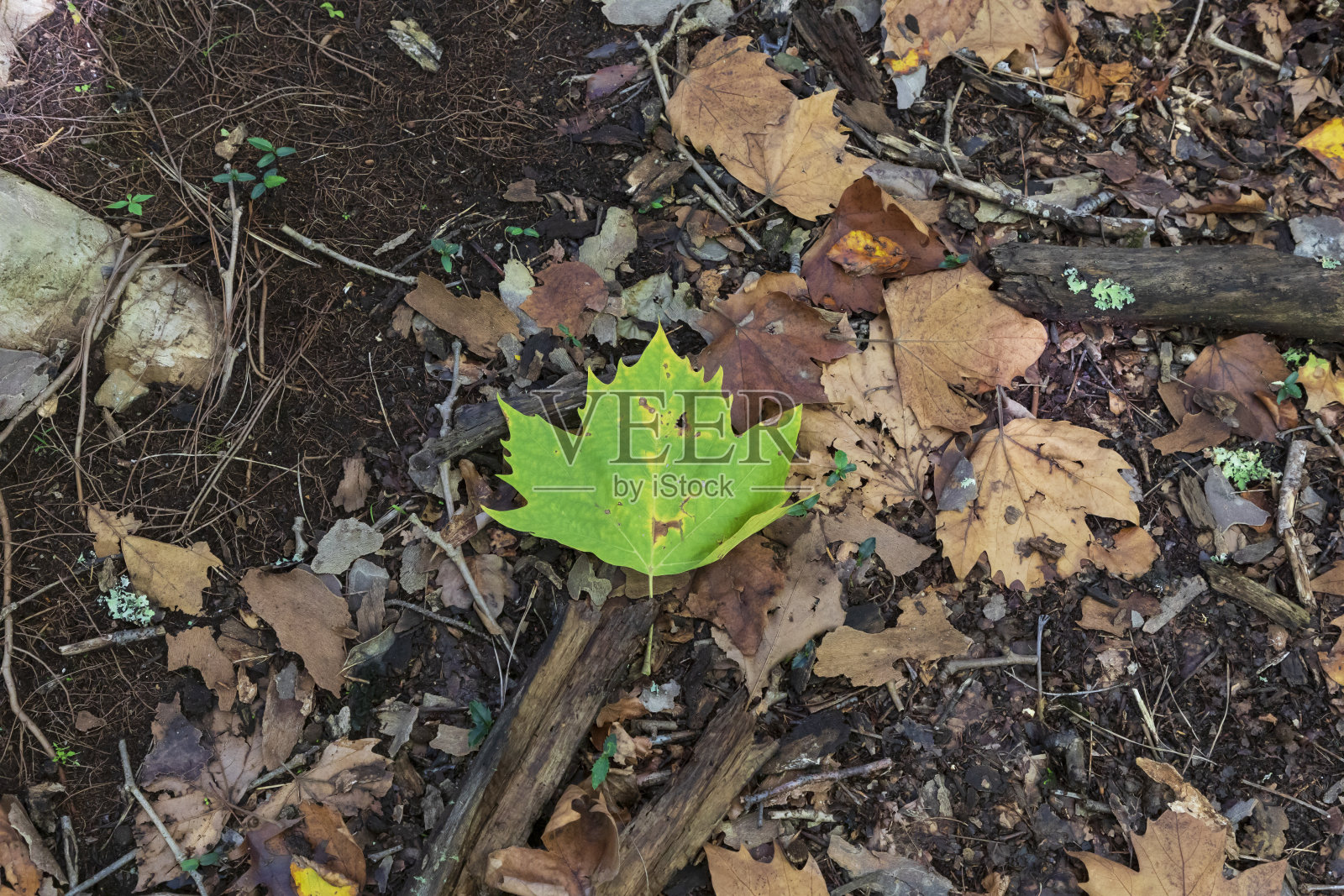 秋天的树叶从树上飘落后落在地上照片摄影图片
