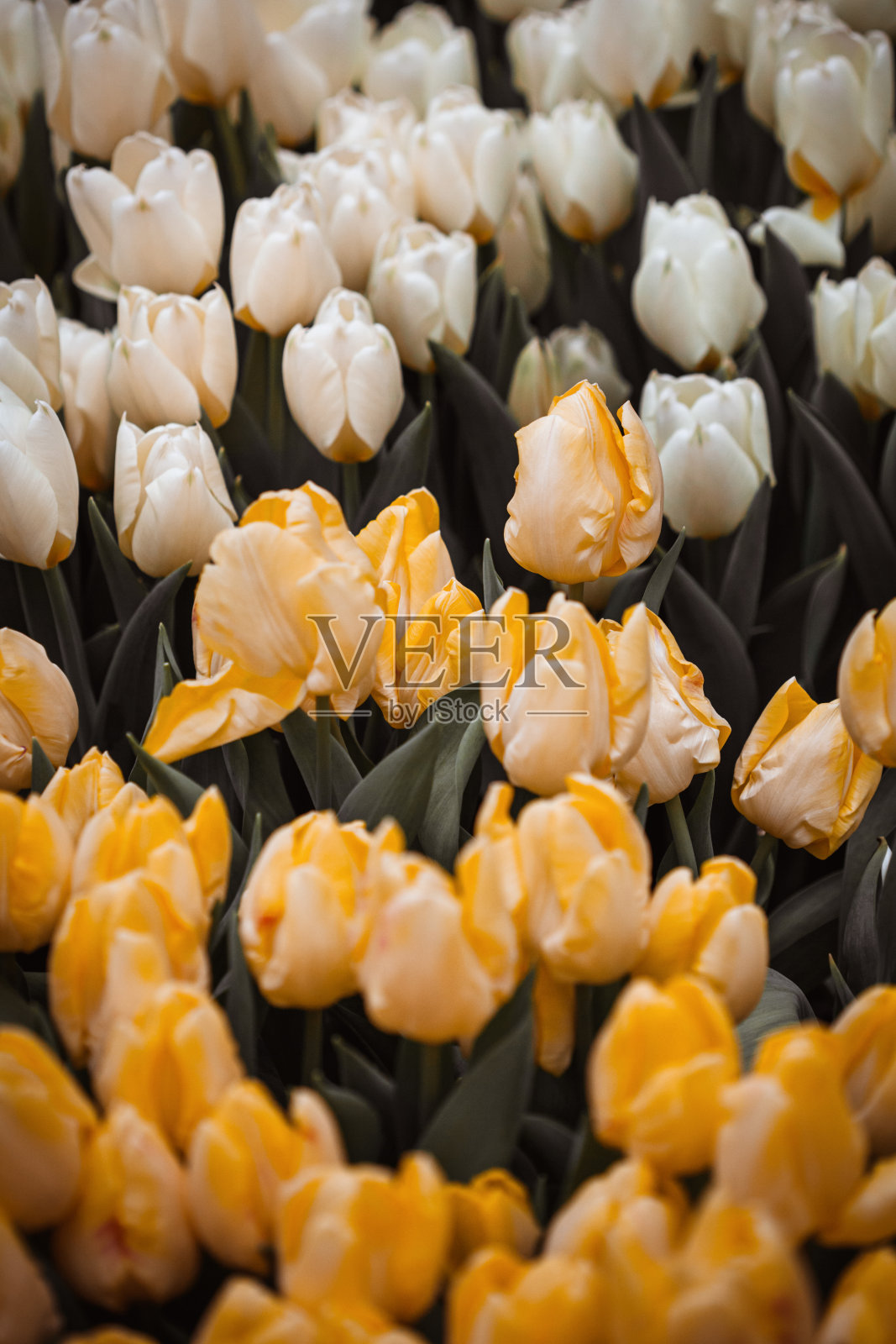 花园里美丽的杂色郁金香。柔和的颜色照片摄影图片