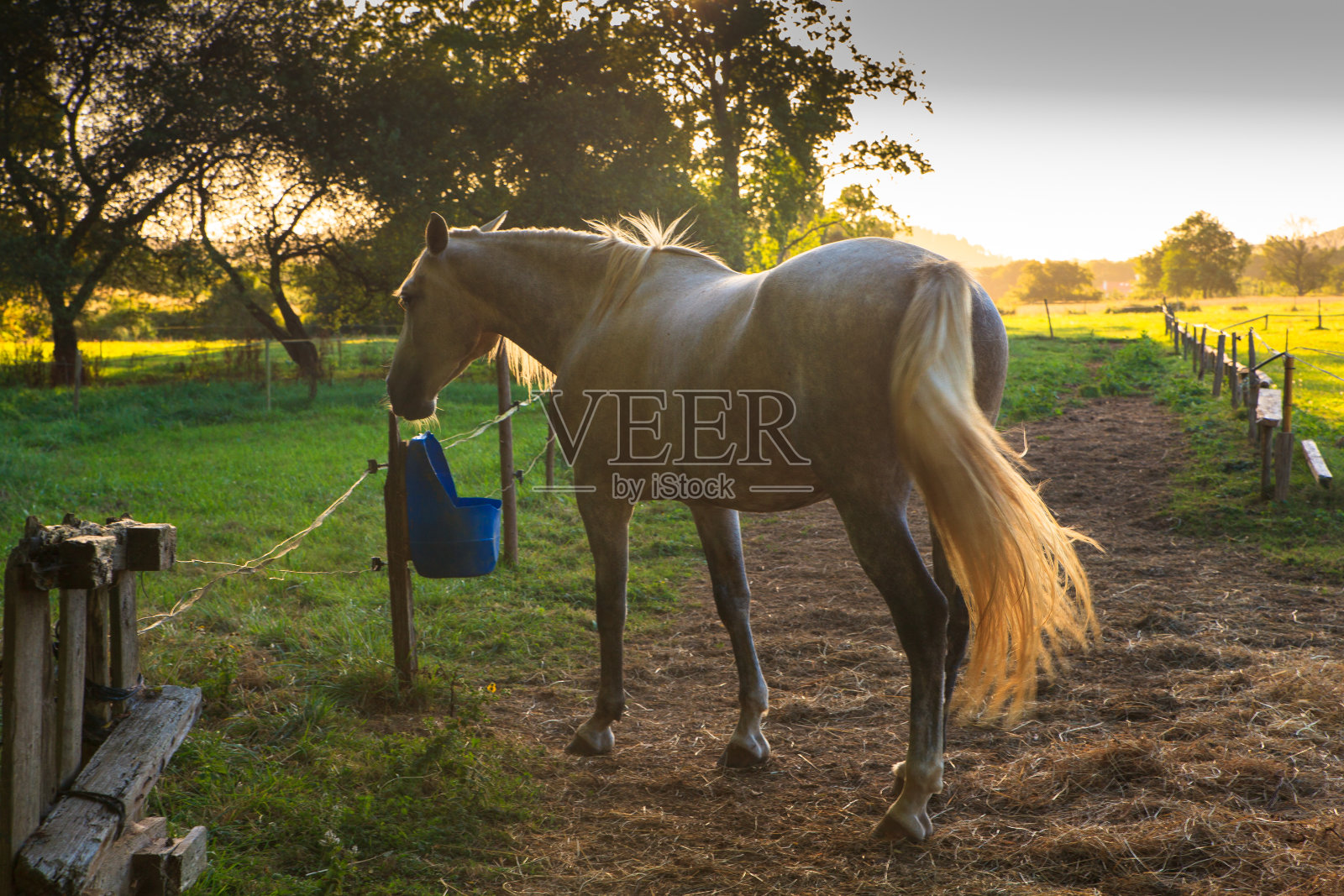 白马放牧照片摄影图片