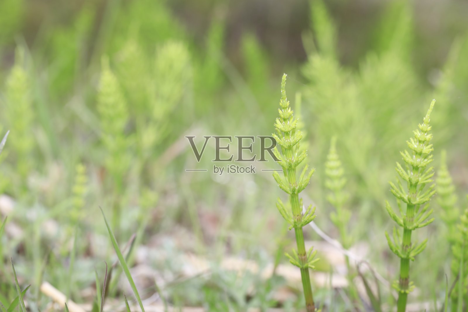 豆芽春景照片摄影图片