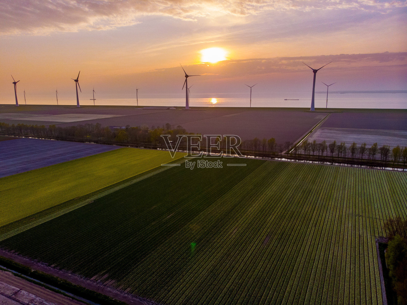 荷兰的郁金香田以海洋荷兰的风车公园为背景,五颜六色的荷兰郁金香照片摄影图片