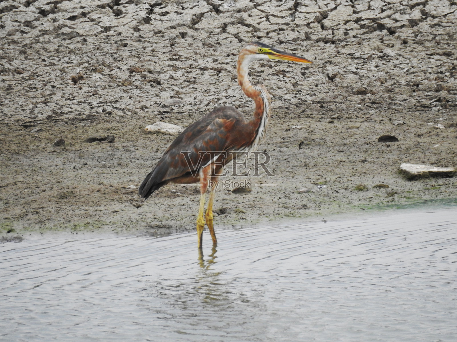 池塘里的紫鹭照片摄影图片