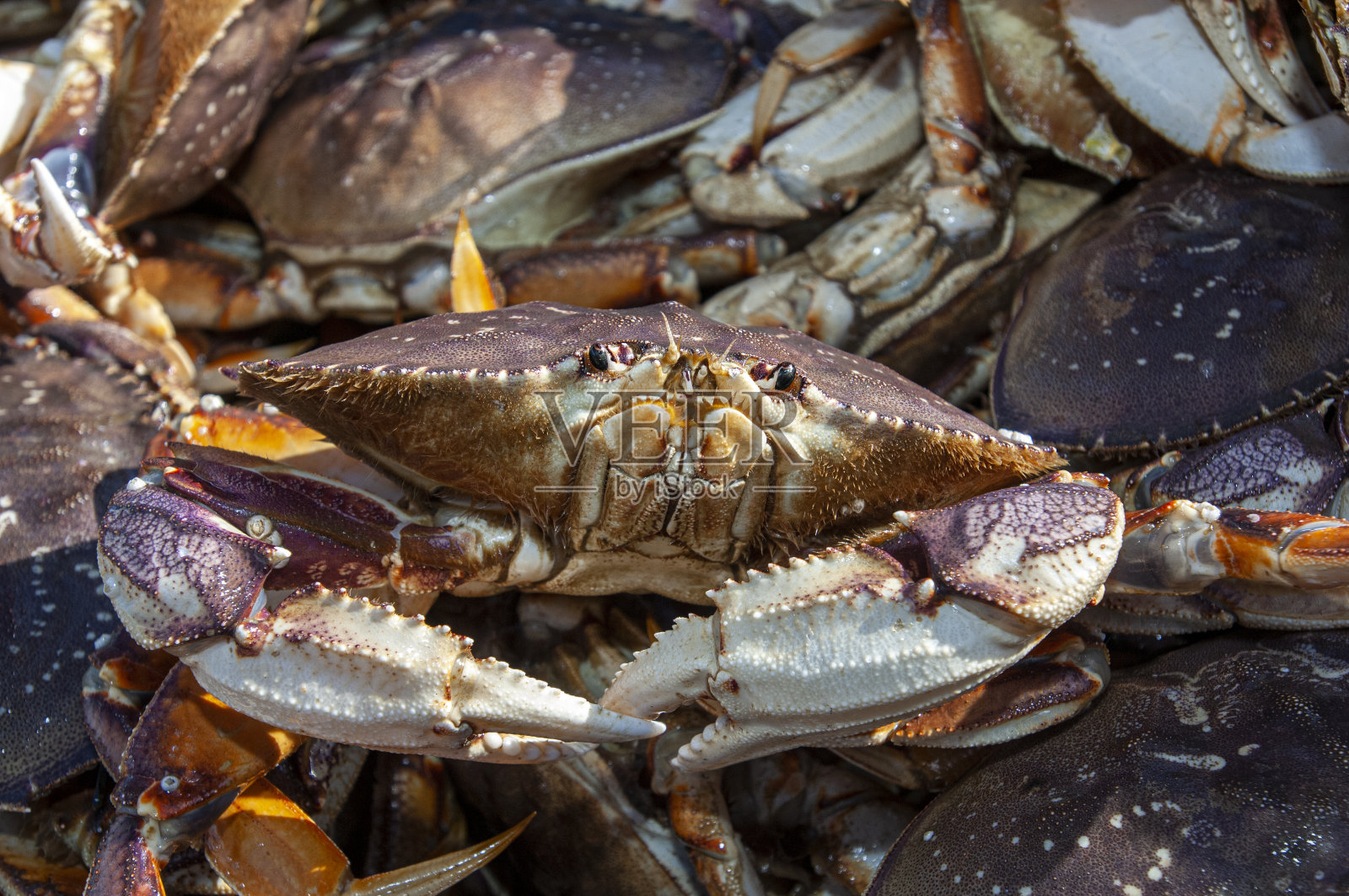 鲜活的邓杰内斯蟹(运输集装箱)照片摄影图片