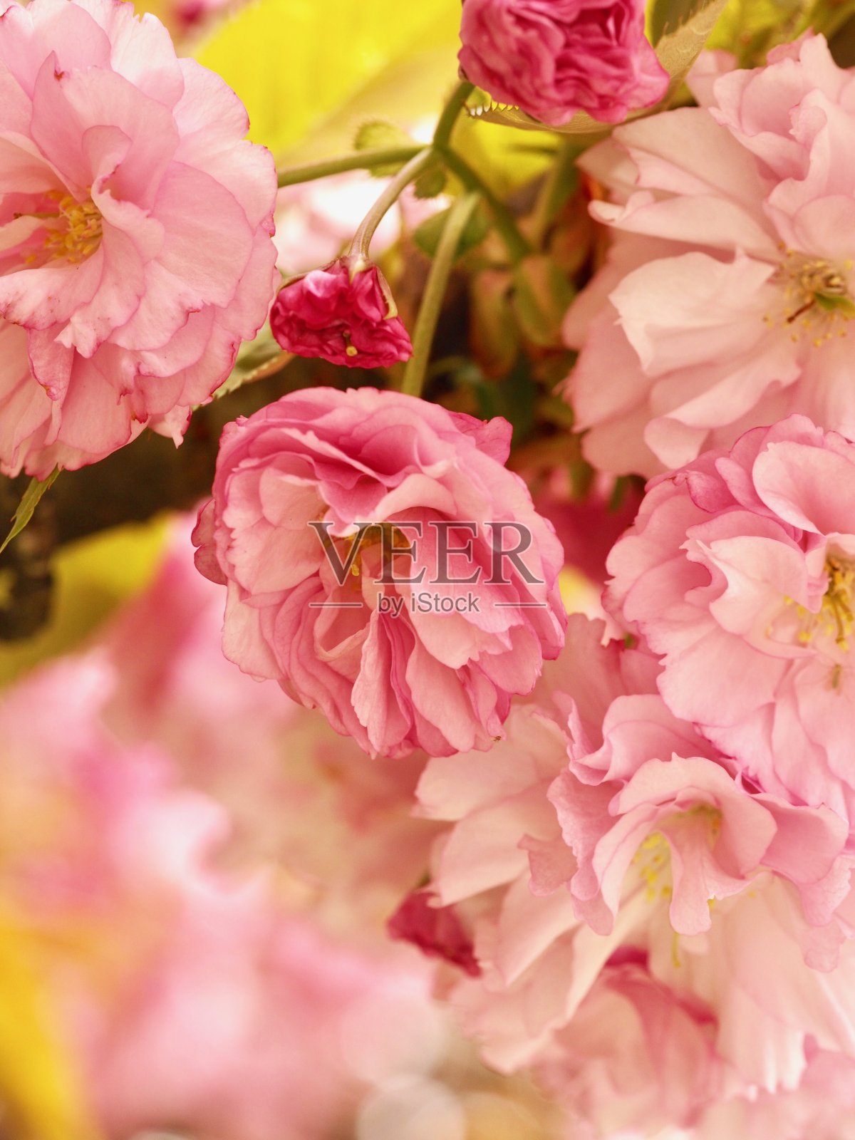 樱花照片摄影图片