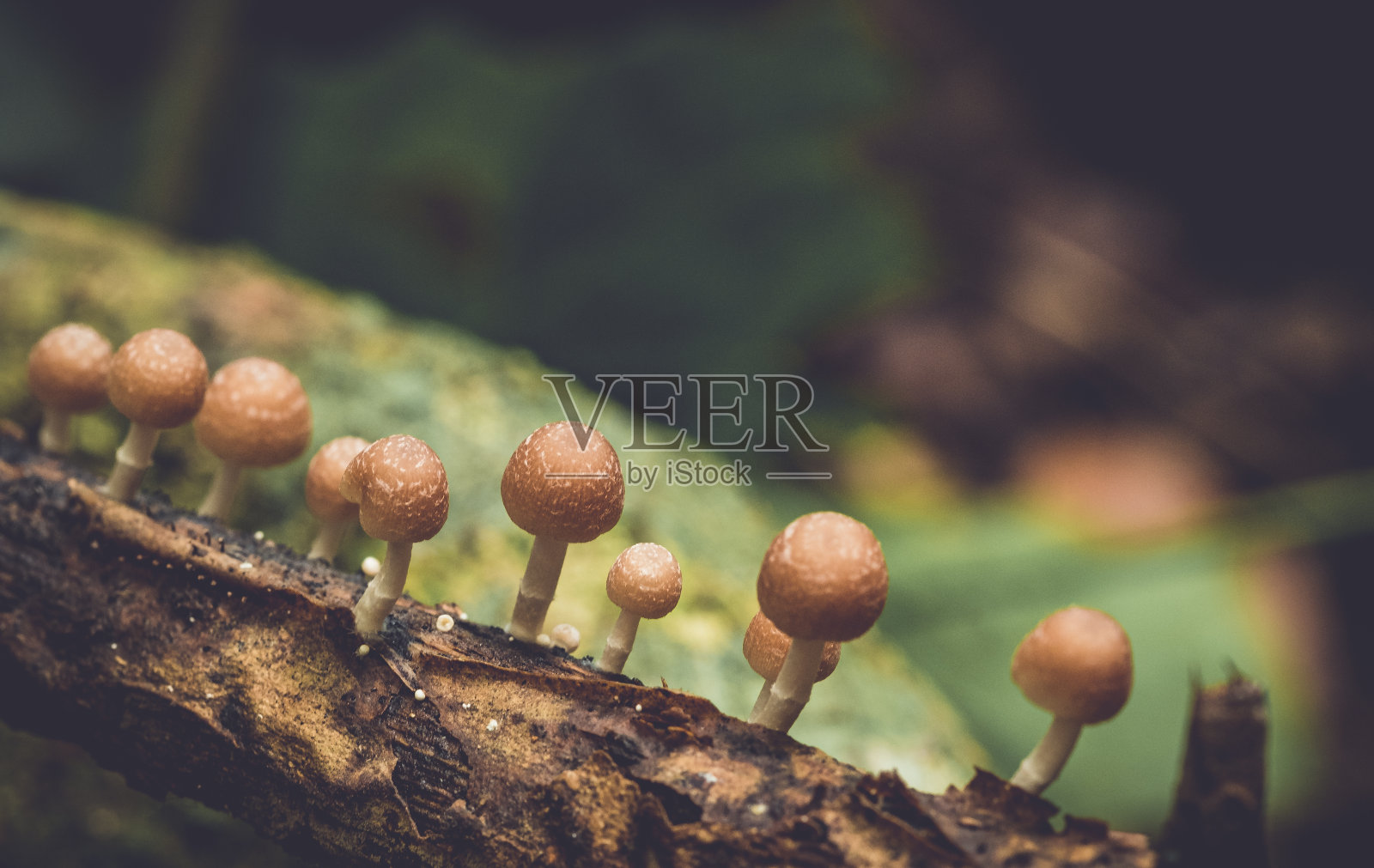 近距离拍摄自然界树枝上的棕色野生蘑菇背景概念生活在自然界照片摄影图片