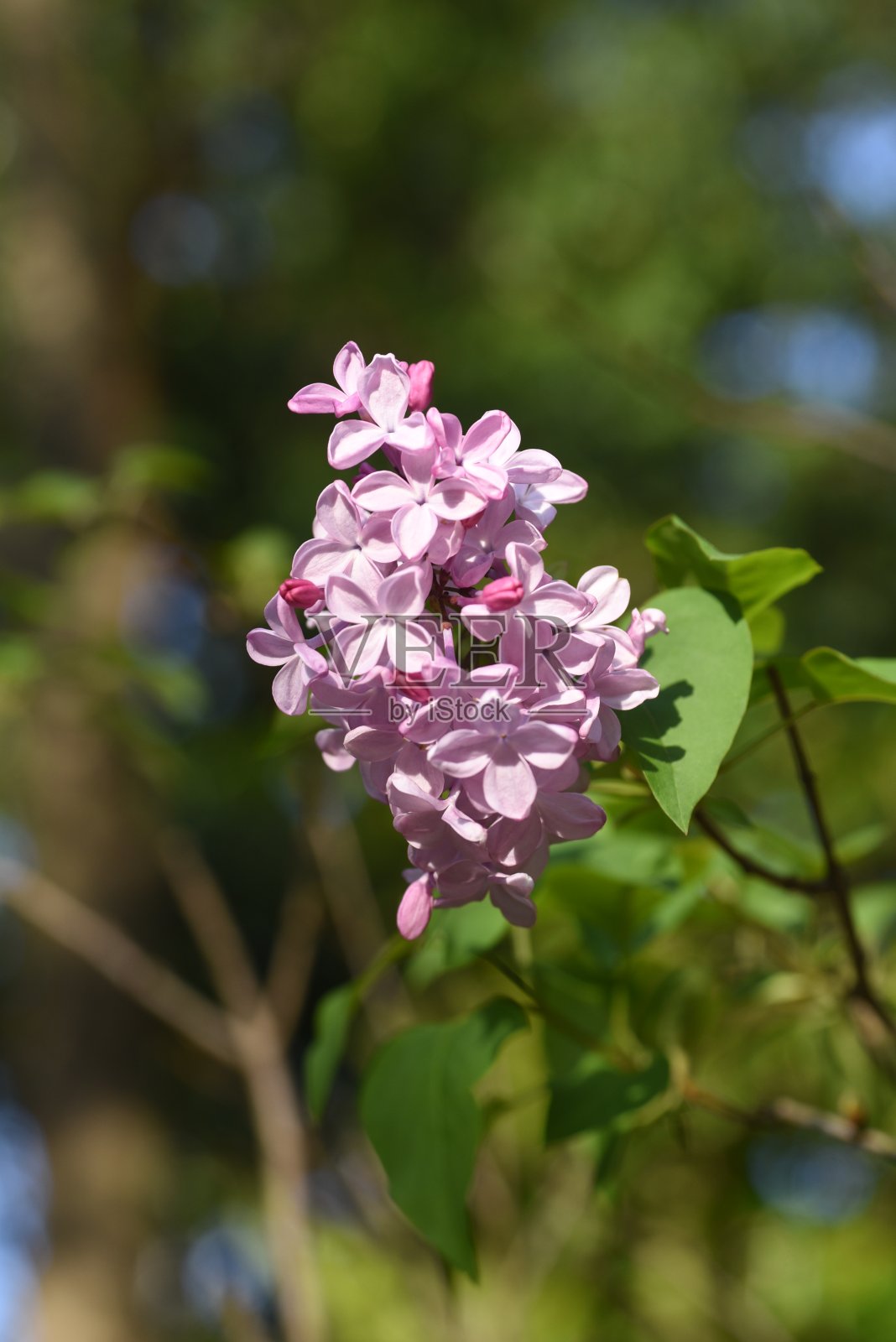 淡紫色的花照片摄影图片