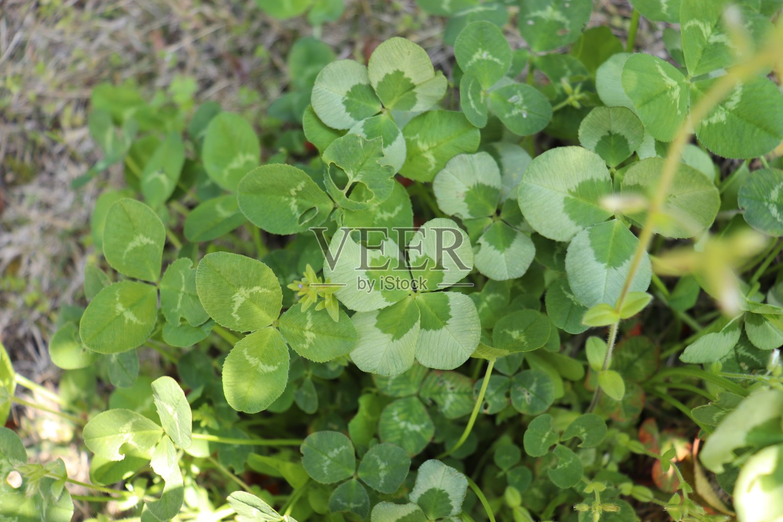 自然界中的四叶三叶草照片摄影图片