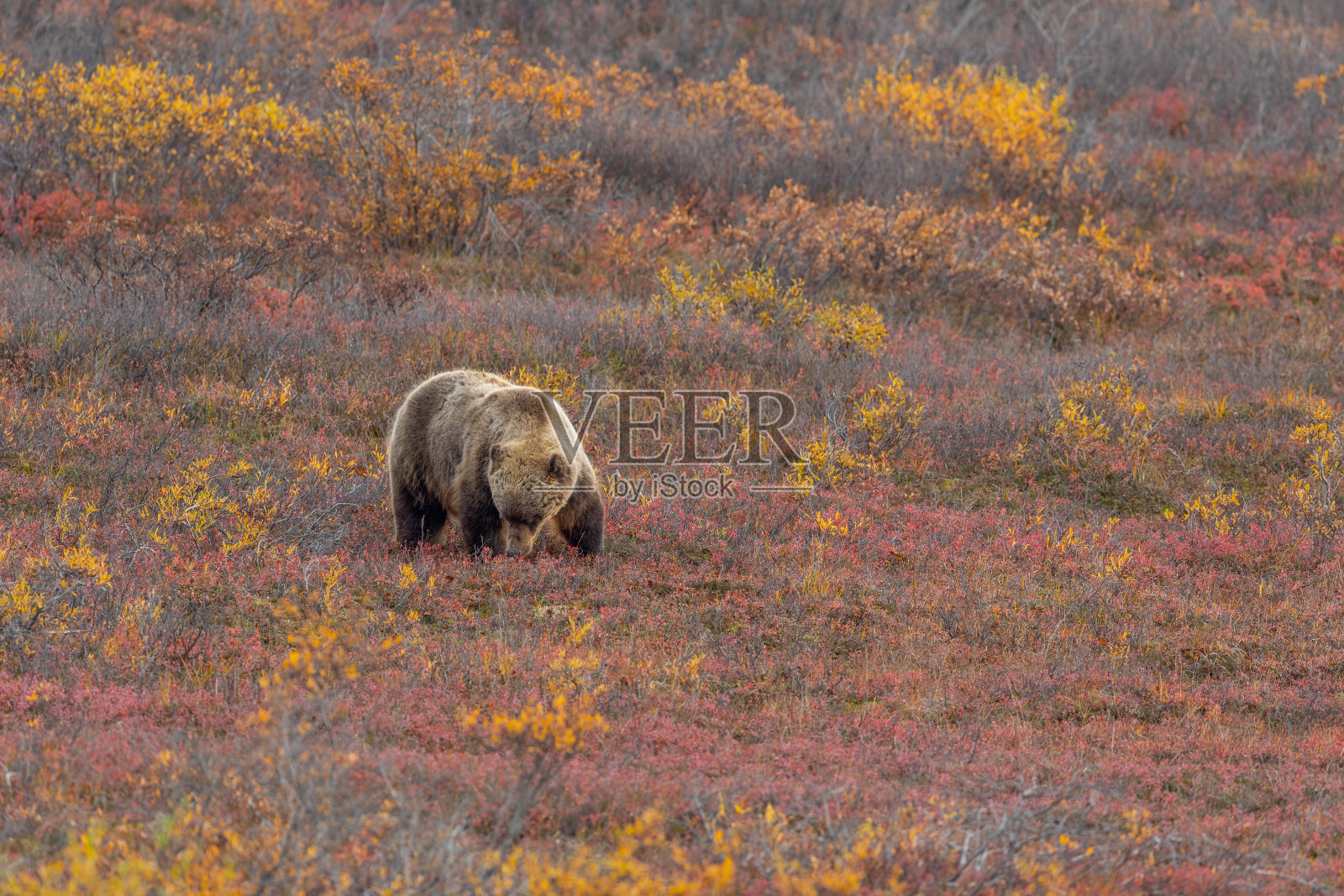 秋天苔原上的灰熊照片摄影图片
