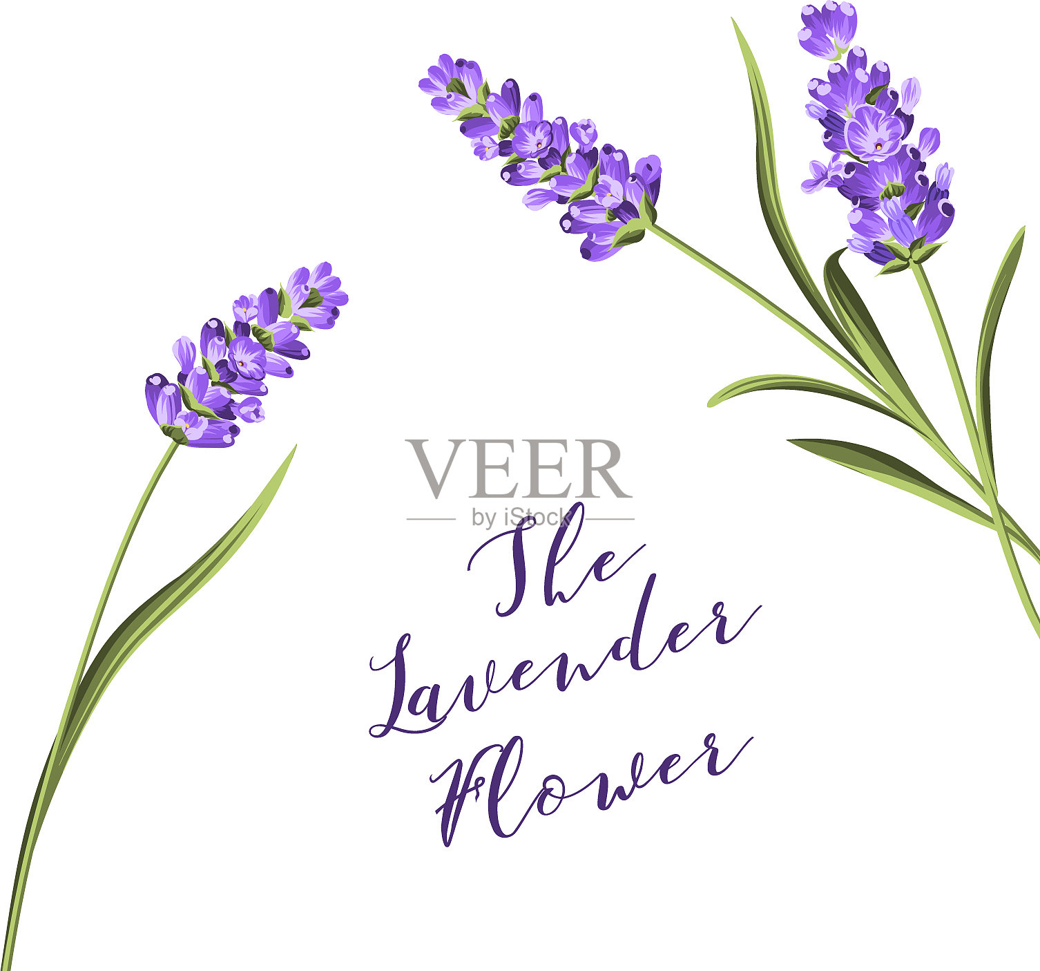 薰衣草花环设计元素图片