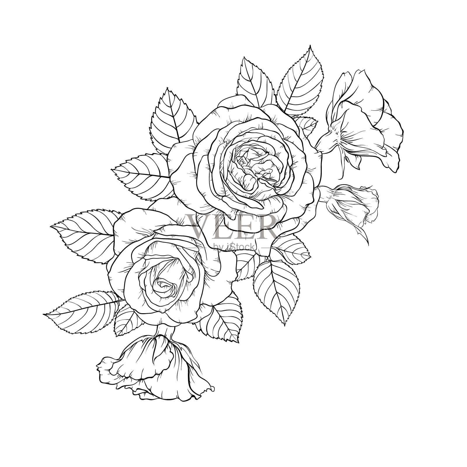 美丽的黑白花束玫瑰和树叶设计元素图片