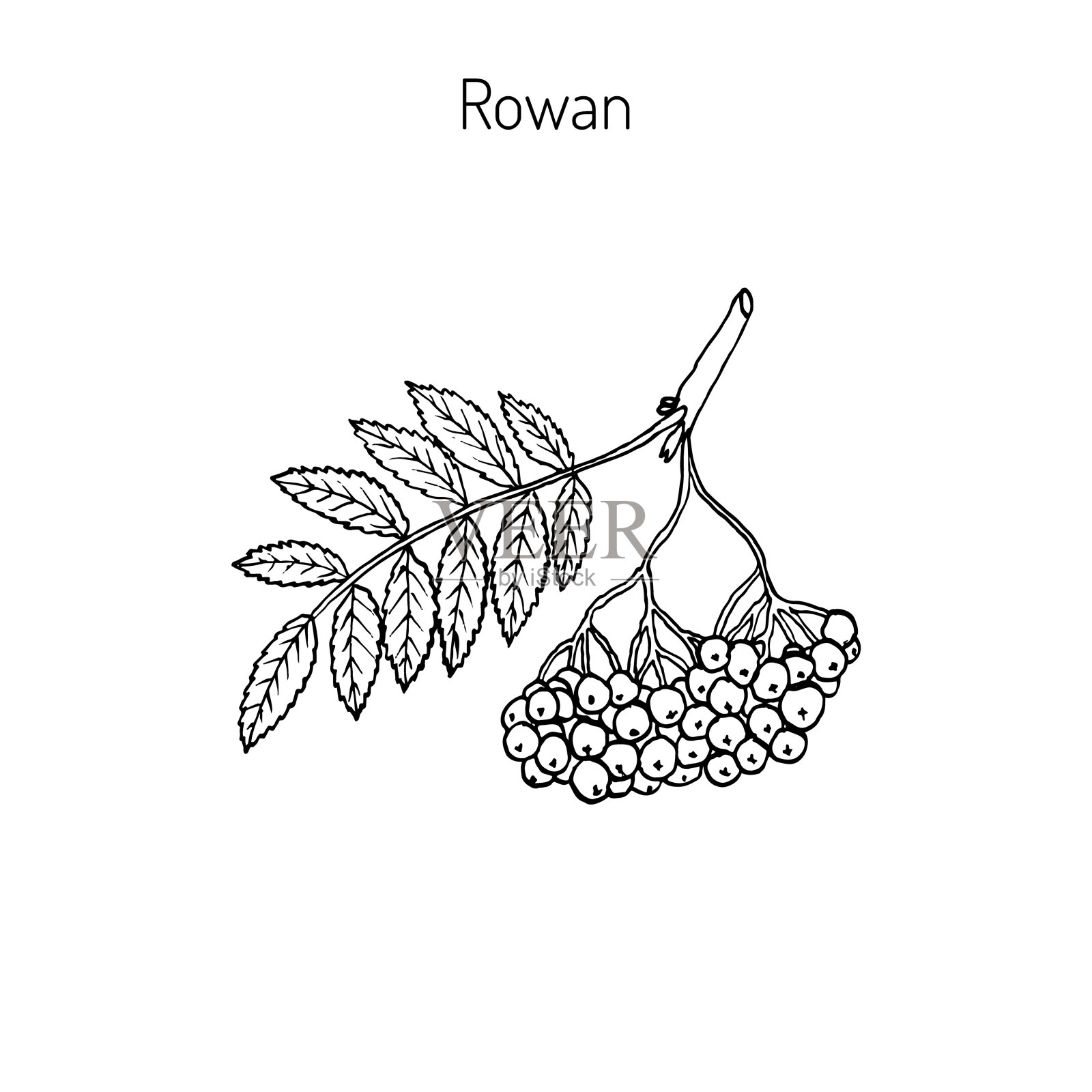 桂树或山灰设计元素图片