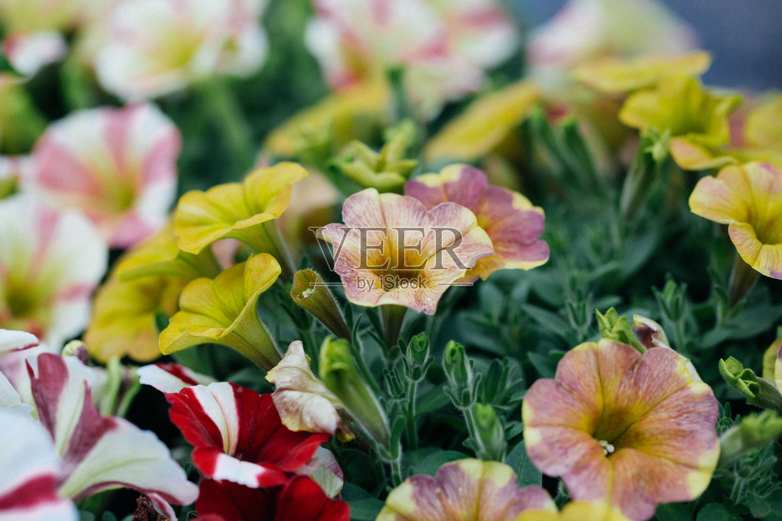 春天户外色彩浓郁的牵牛花、金盏花照片摄影图片