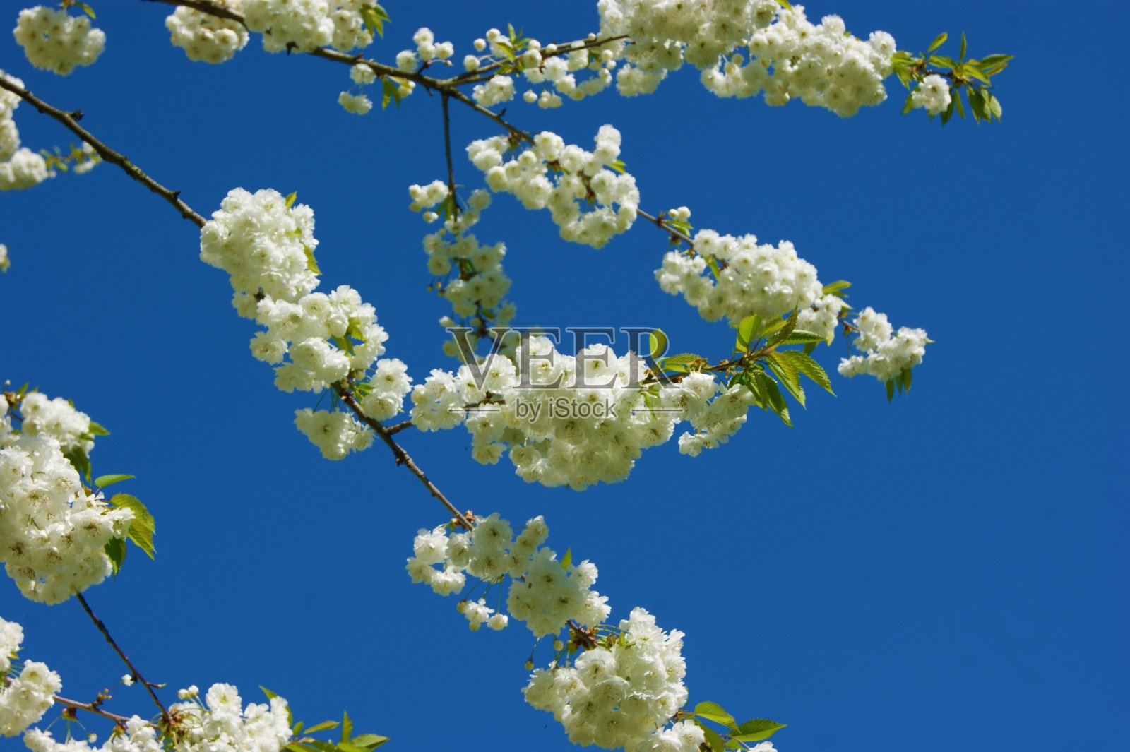 白色的春天开花。照片摄影图片