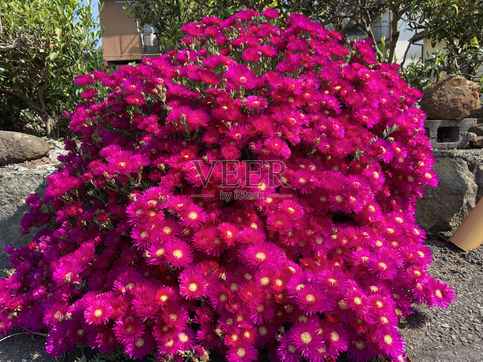 花有花照片摄影图片