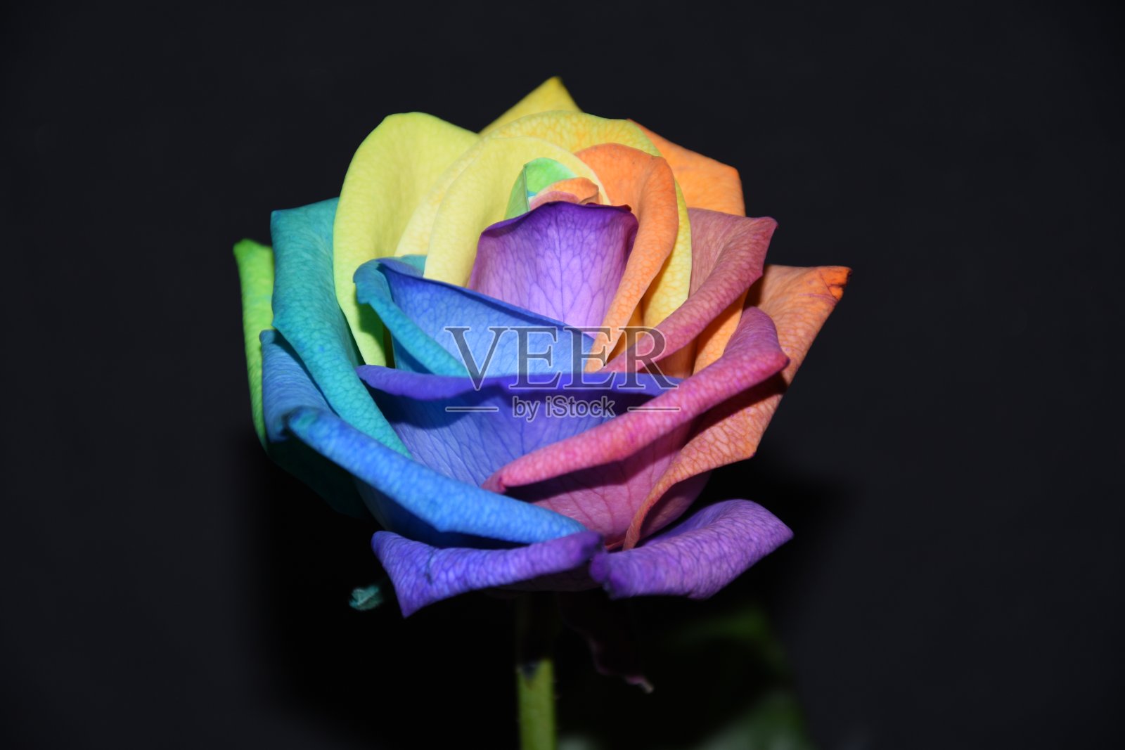 黑色背景的单朵彩虹玫瑰照片摄影图片