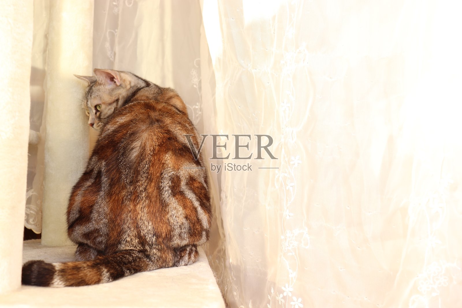 一只有着美丽花纹的猫站在花边窗帘前面。照片摄影图片