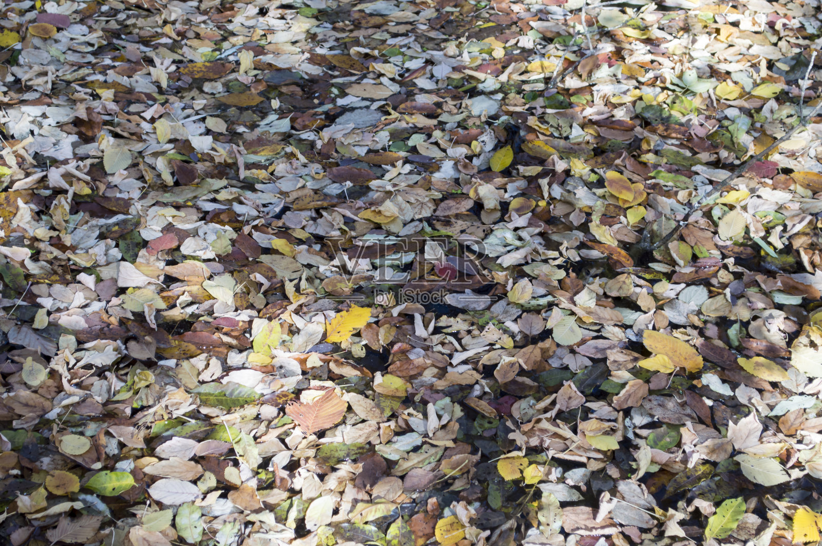 彩色的叶子铺在水面上照片摄影图片