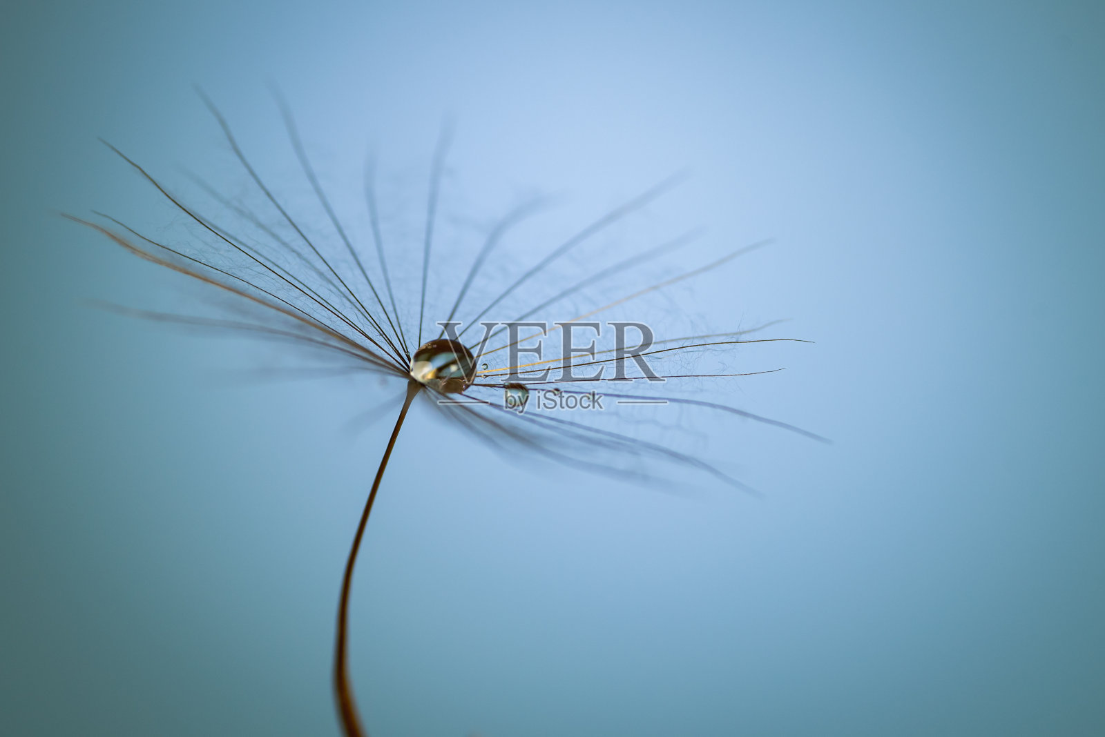 蒲公英在五彩缤纷的背景与一滴露水。照片摄影图片