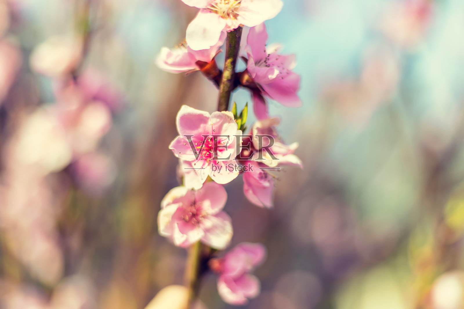 花园里开花的树。有选择性的重点照片摄影图片