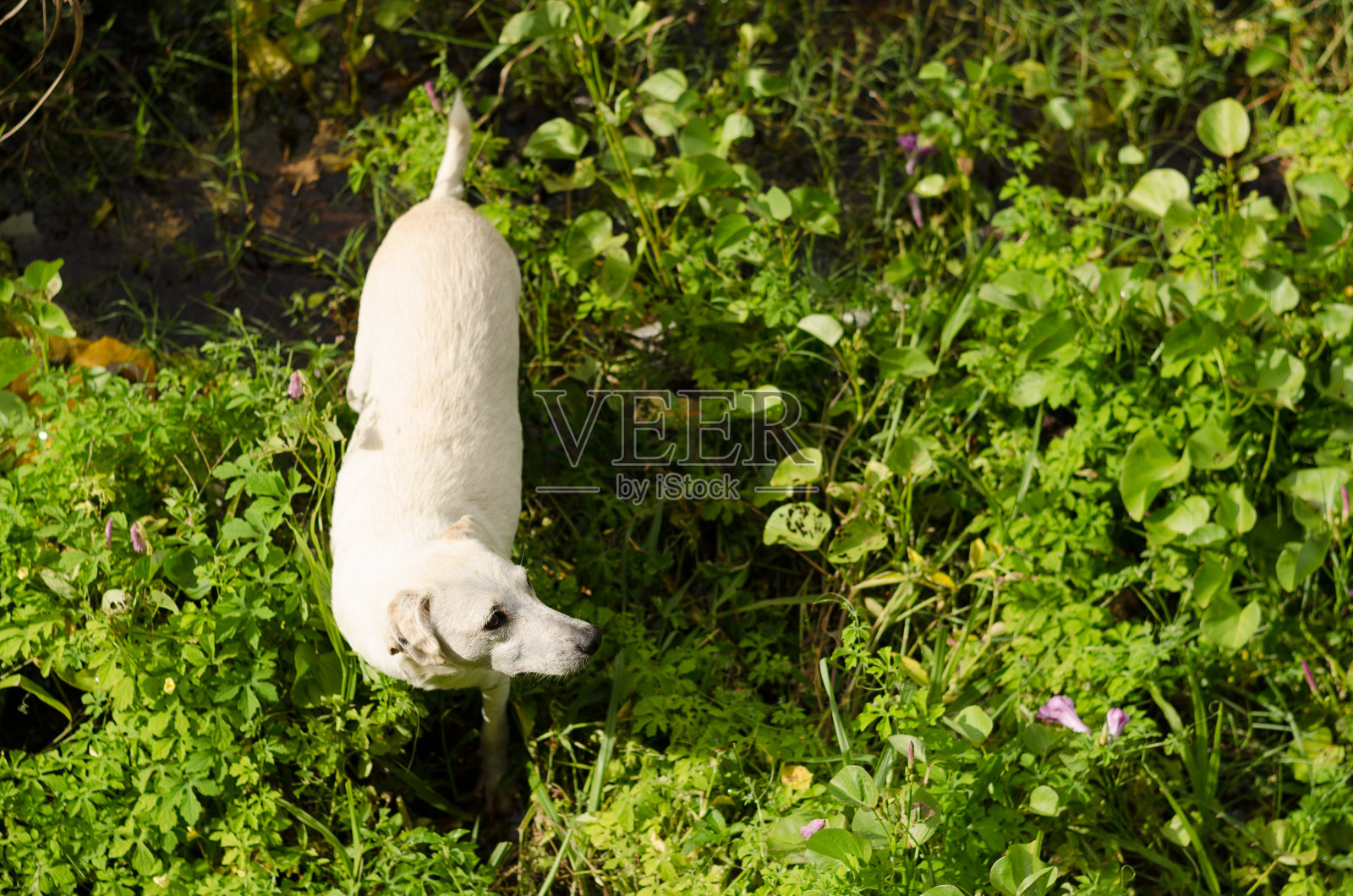 猎人的狗照片摄影图片