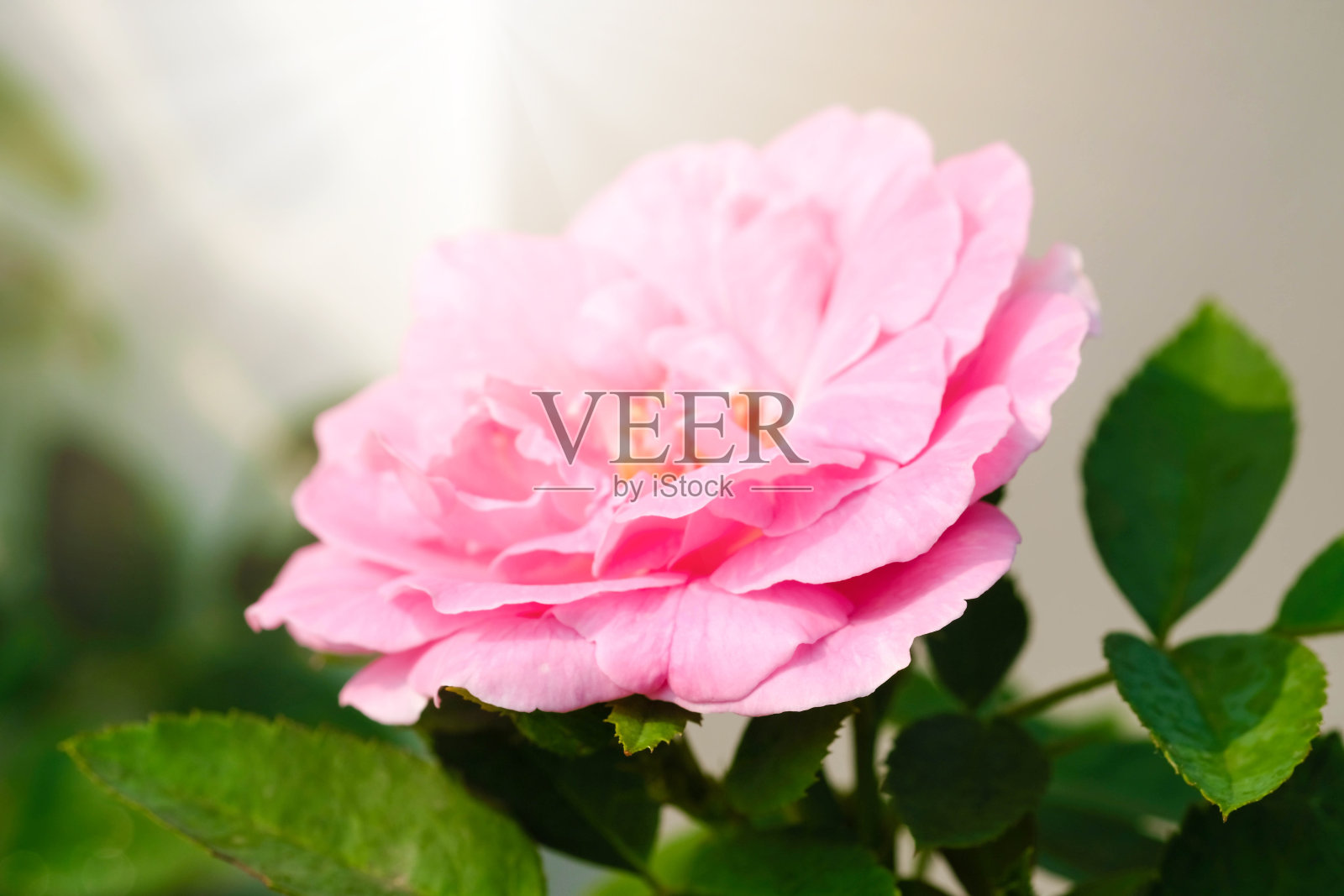 粉红色的玫瑰在绿色的花园里。情人节。照片摄影图片