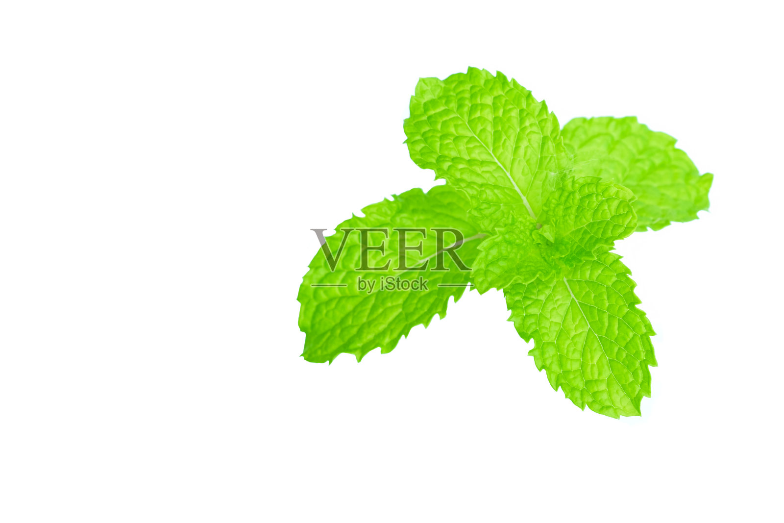 新鲜薄荷叶子孤立在白色背景。靠近美丽的薄荷,薄荷。照片摄影图片