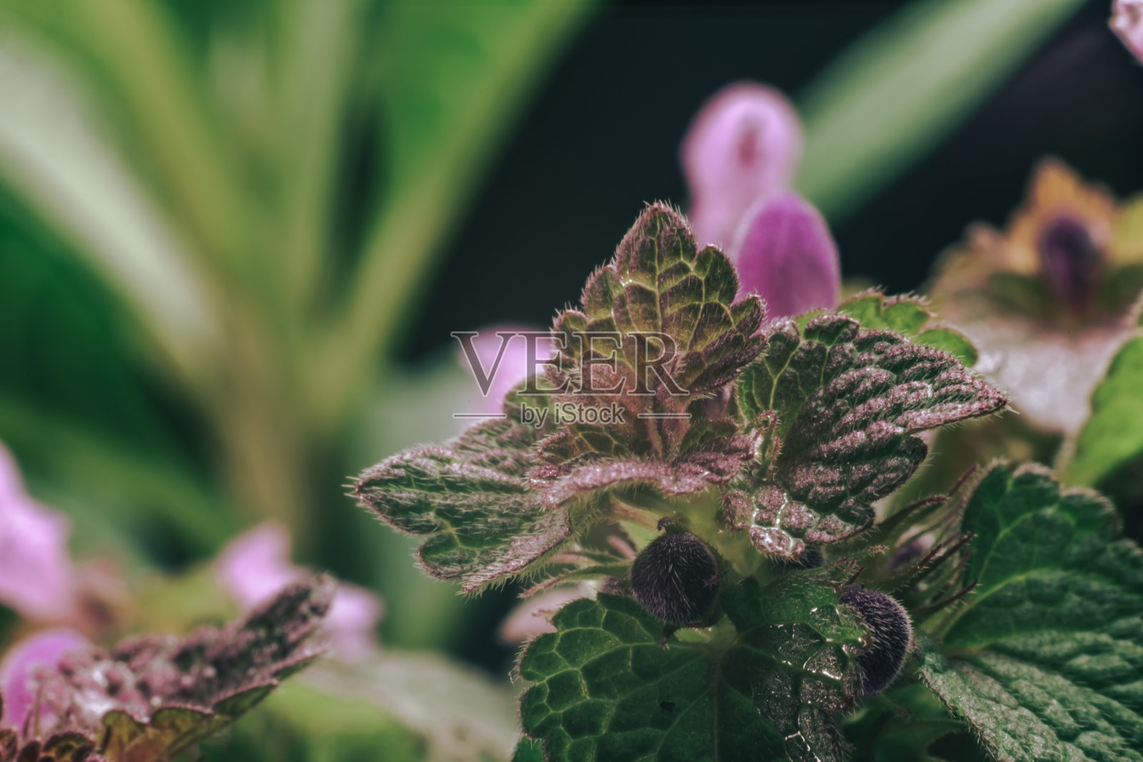 美丽的植物叶子与粉红色的花背景纹理。微距摄影的看法。照片摄影图片