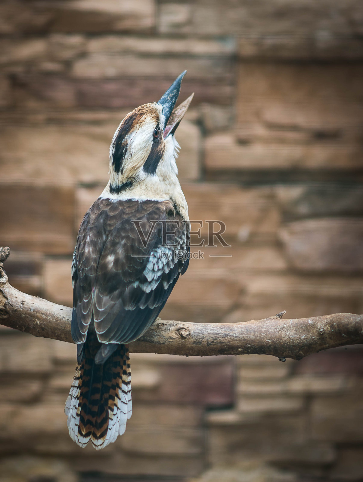 长着长喙的灰色鸟照片摄影图片
