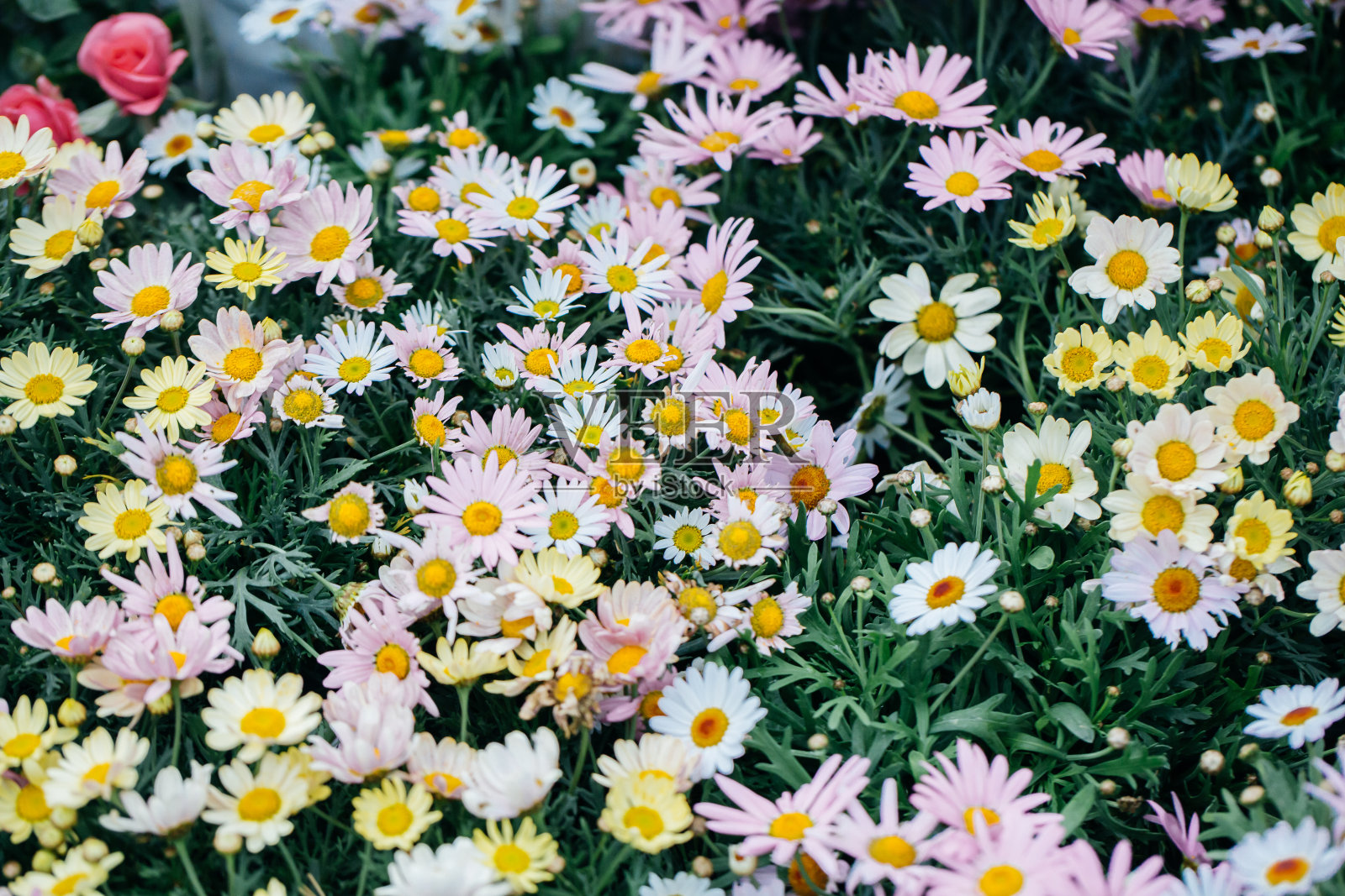 菊科菊木户外开粉红花,紫菀照片摄影图片