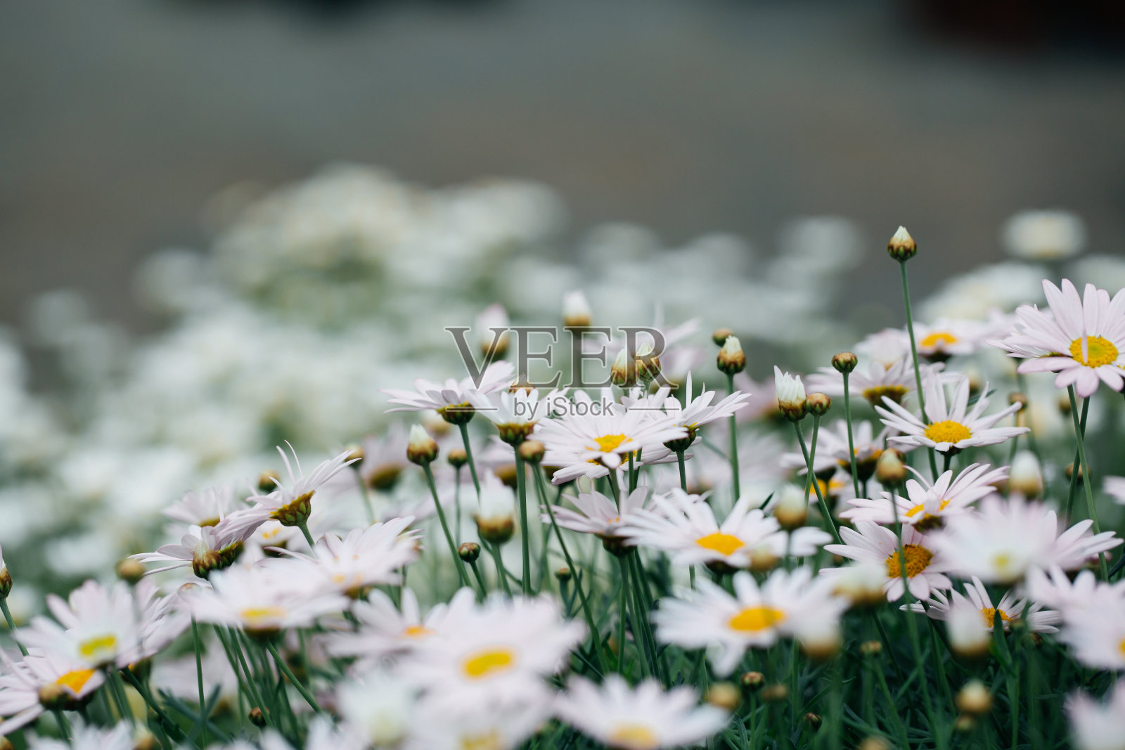 菊科菊木户外开粉红花,紫菀照片摄影图片
