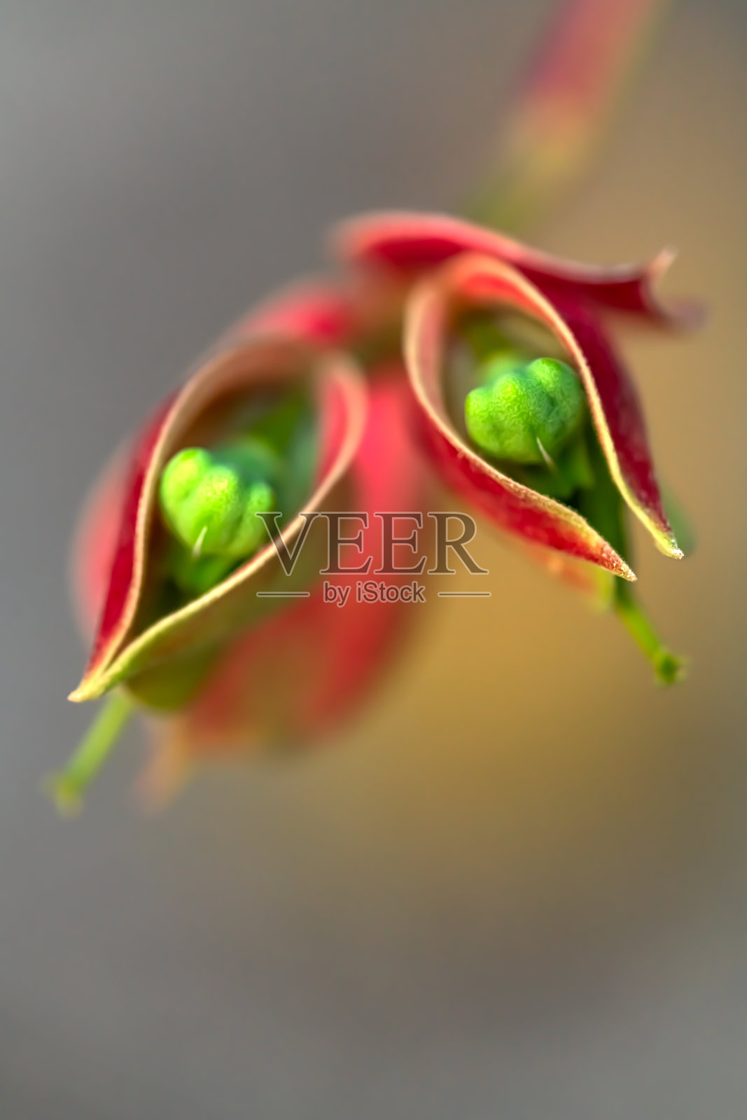 苞片花或烛台花或爱鸟花照片摄影图片