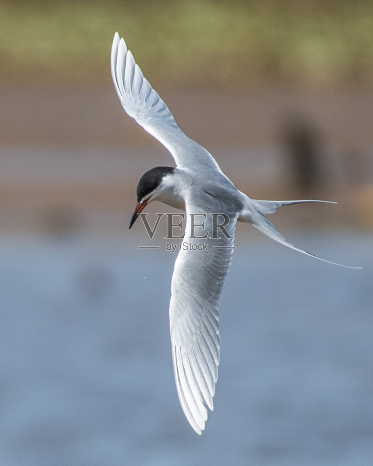 飞行中的普通燕鸥照片摄影图片