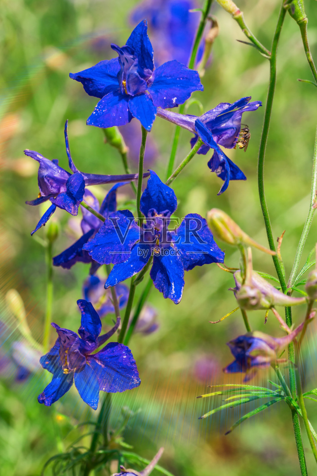 花照片摄影图片