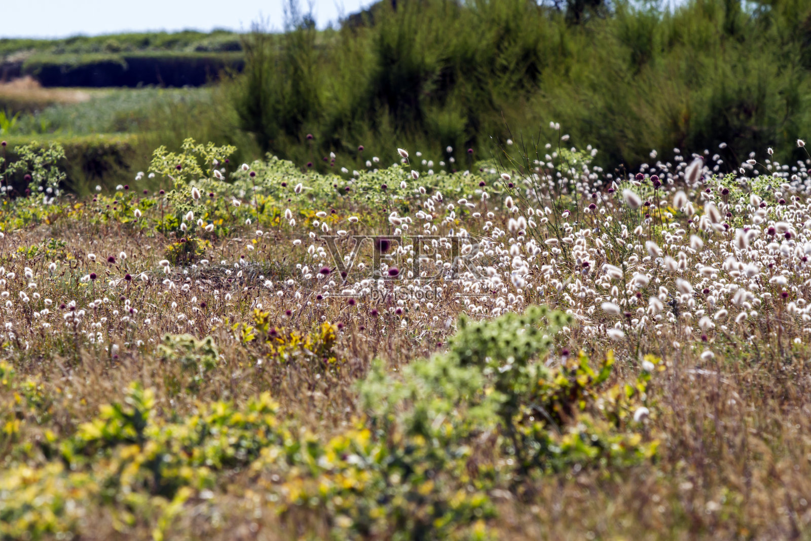 海岸草甸阳光景观照片摄影图片