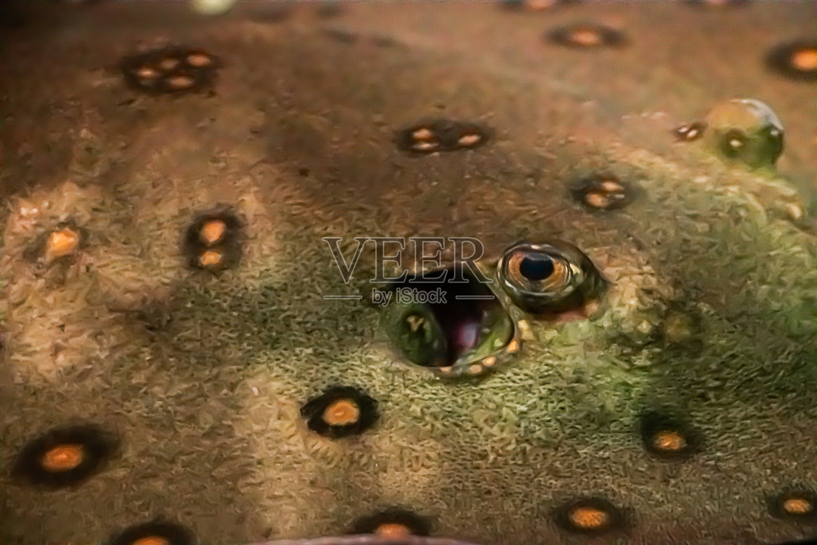 一个巨大的黄貂鱼的眼睛照片摄影图片