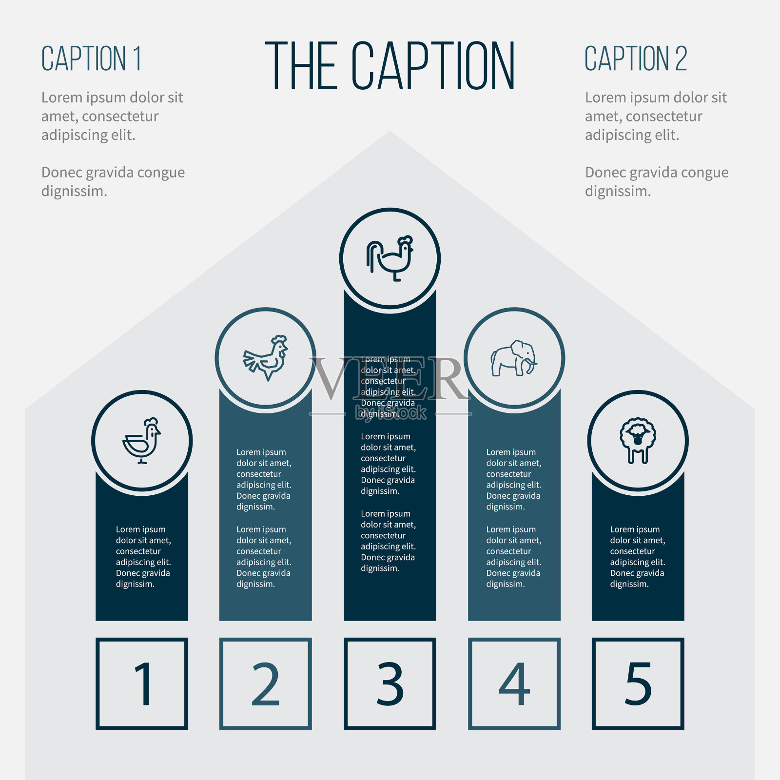 轮廓动物套鸡公鸡的鼻子插画图片素材