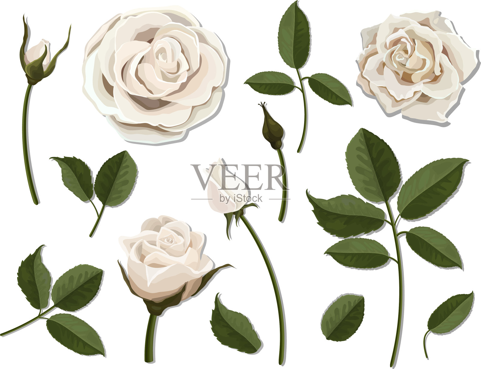 一套白玫瑰花部分设计元素图片