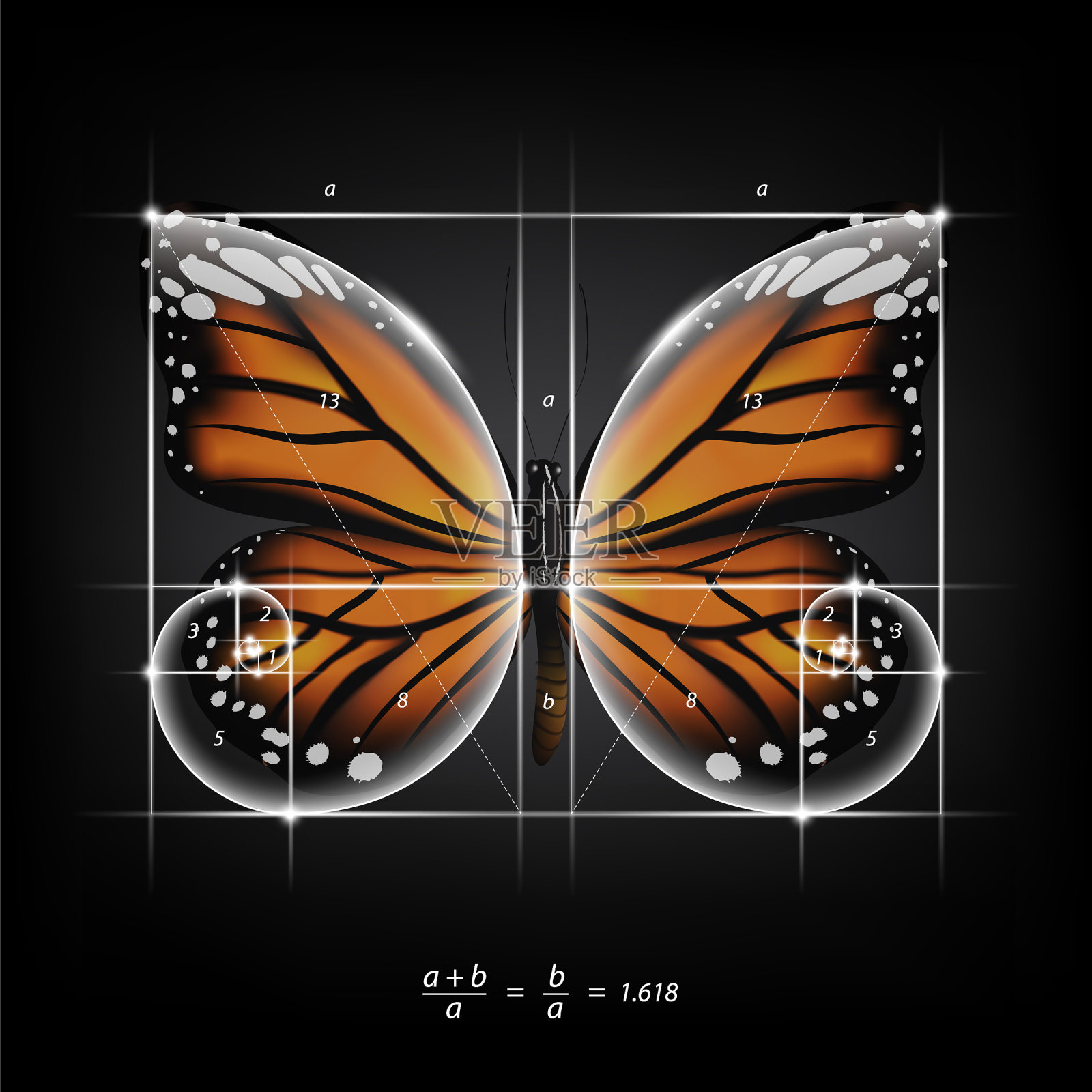 黄金分割比例神圣比例蝴蝶插画图片素材