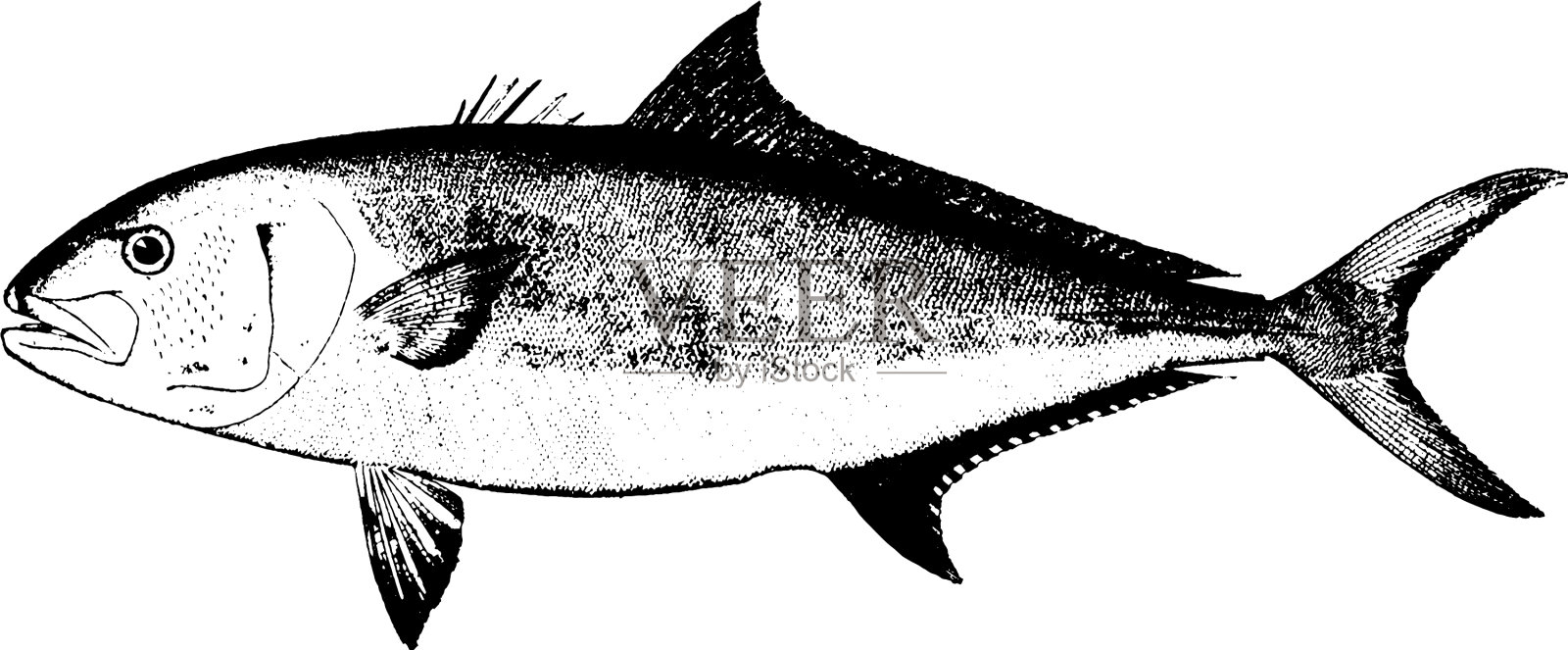 琥珀鱼的插画图片素材