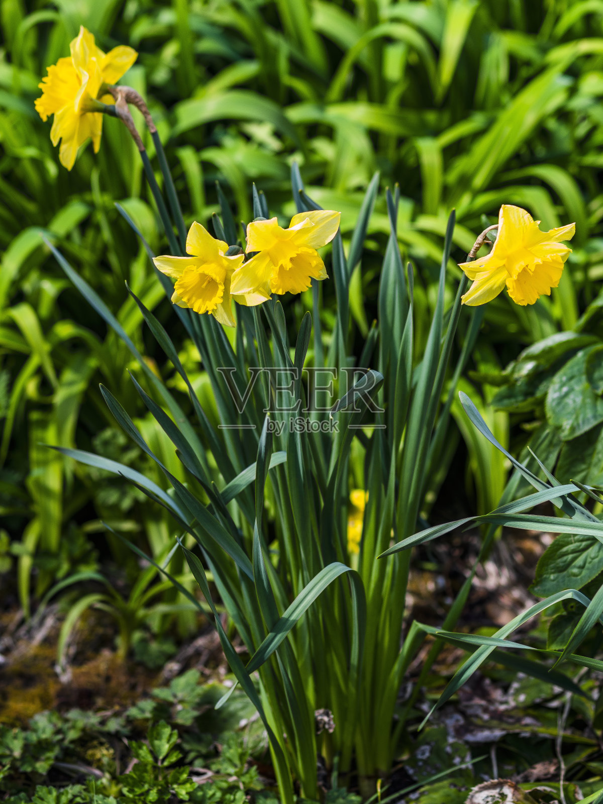 水仙花是春天的野花照片摄影图片