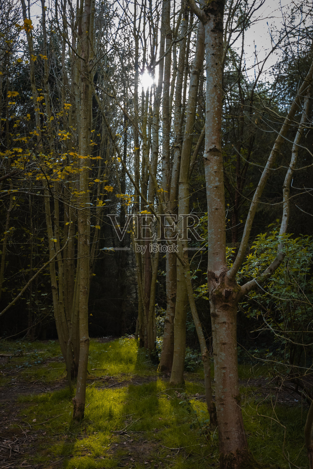 茂密的森林照片摄影图片