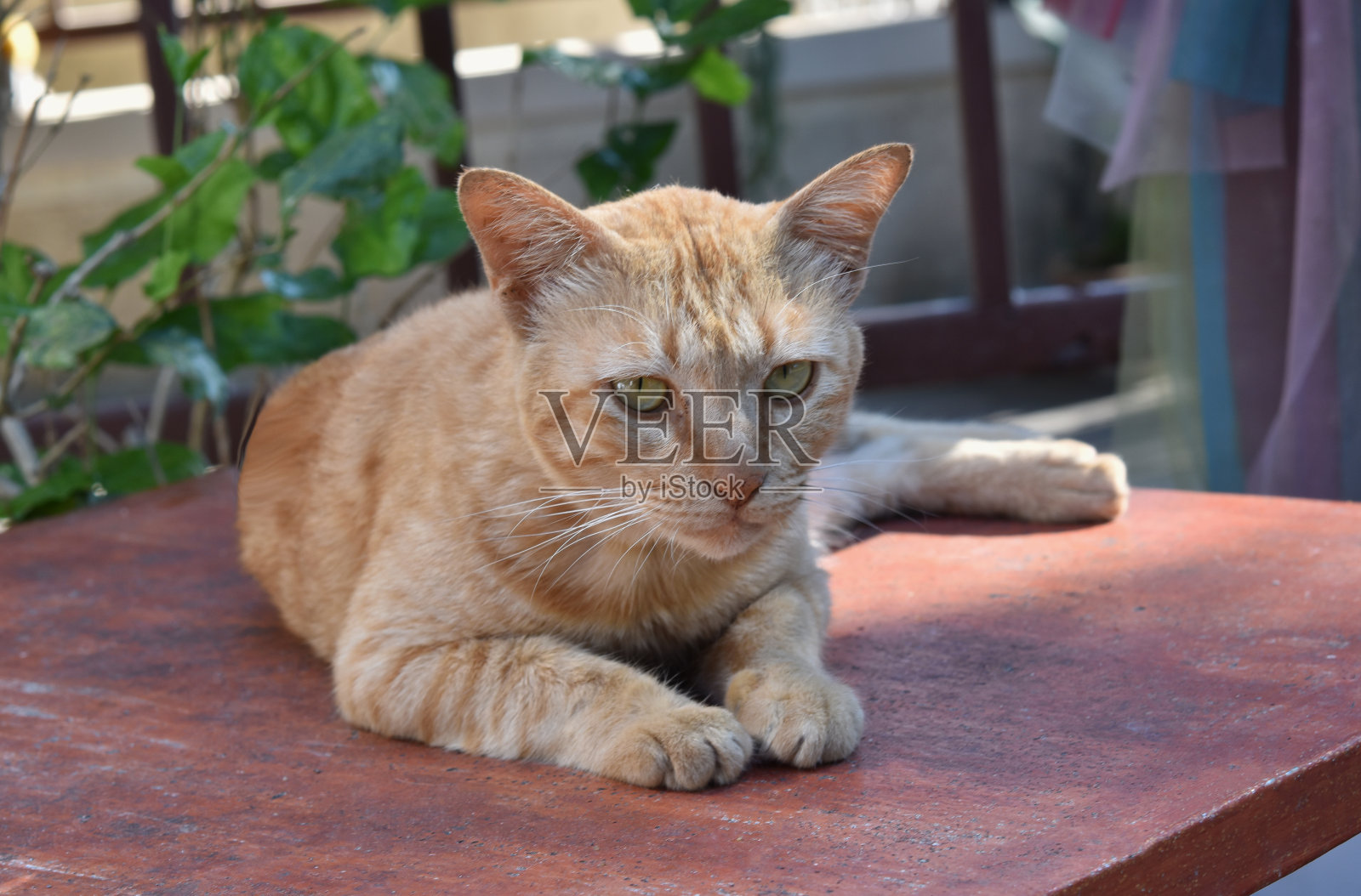 棕色的暹罗猫坐在桌子上。照片摄影图片